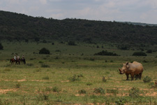 South Africa-Waterberg-Waterberg Big 5 Adventure